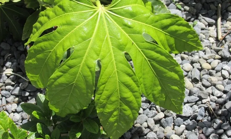 Фатсия - Tribune.bg