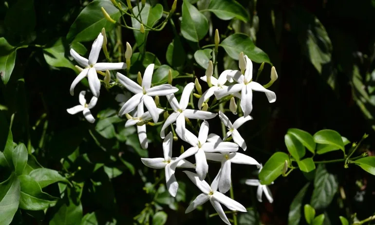 Жасмин – символ на чистота и любов - Tribune.bg