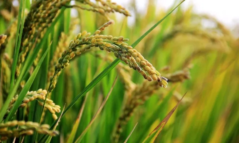 Липсата на вода сви ориза: Браншът иска Министерство на водните ресурси и напояването - Tribune.bg