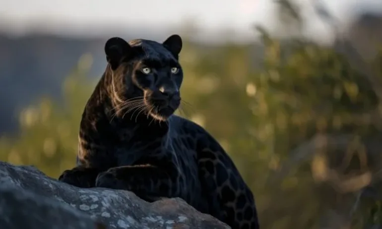 Кризисен щаб ще търси черния леопард в Силистренско - Tribune.bg