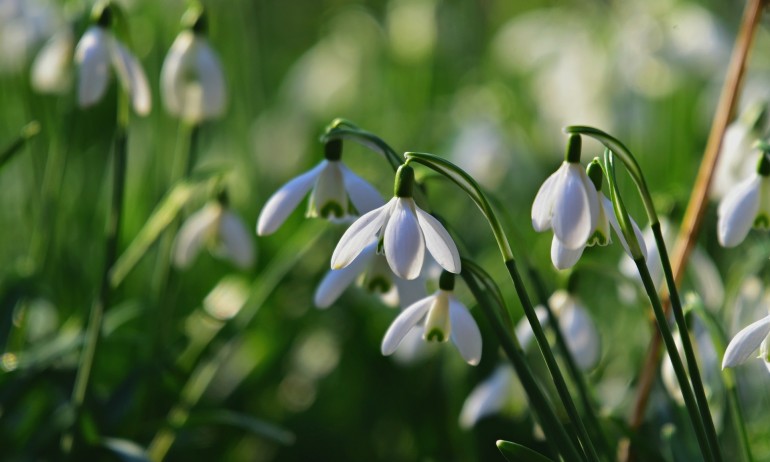 Любопитни факти за кокичето – цветето на надеждата - Tribune.bg