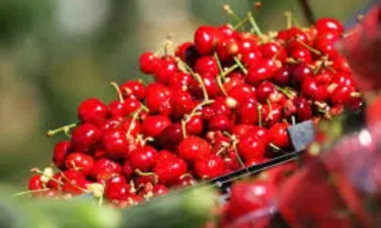 Първите череши у нас ще са между 10 и 15 евро за килограм - Tribune.bg