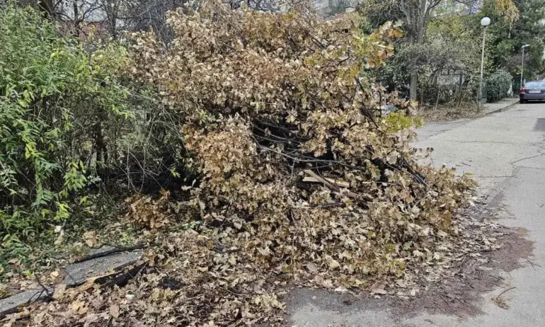 Би било добре общината да измие улиците докато не е паднал следващият сняг, този прахоляк е токсичен - Tribune.bg