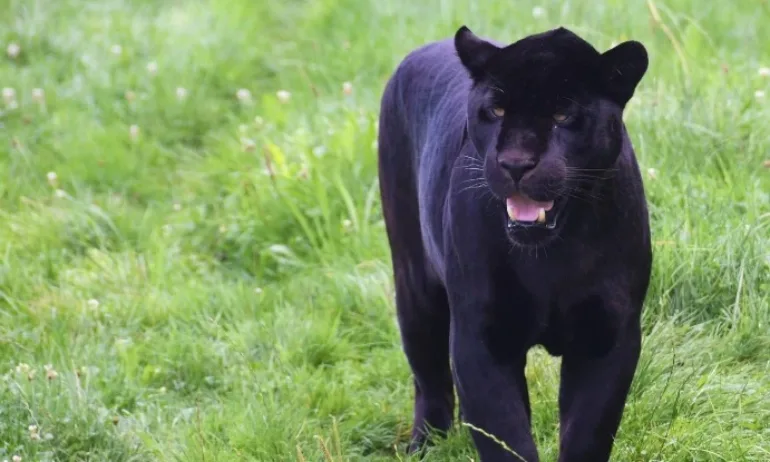 Два са изпуснатите черни леопарда край Шумен, единият – бременен и опасен - Tribune.bg