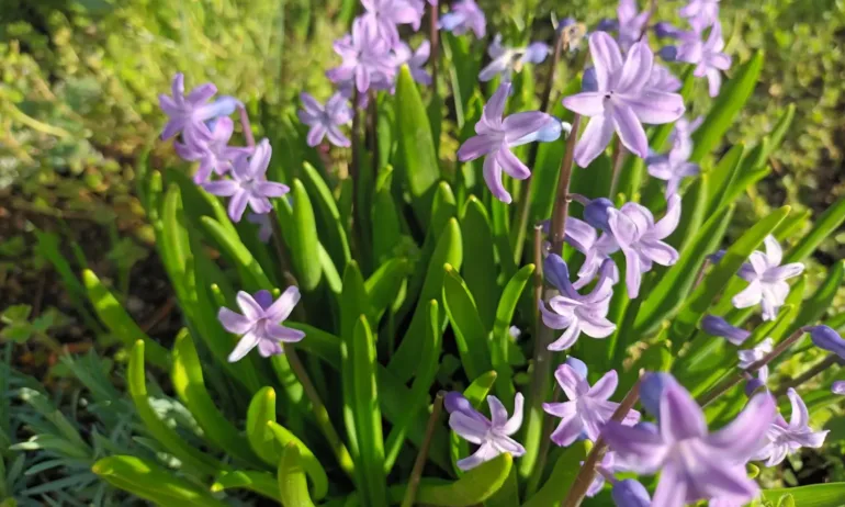 Слънчева пролет и днес с температури до 25 градуса - Tribune.bg