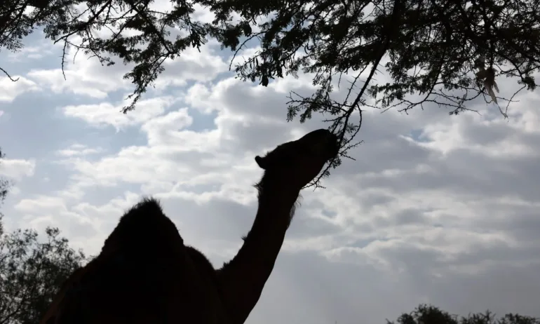 Пострадало камилче проходи отново с протеза - Tribune.bg