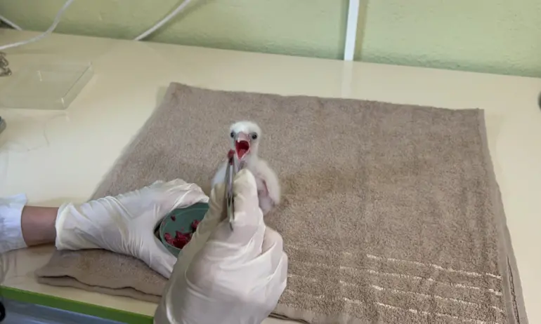 Три ловни соколчета се излюпиха в център Зелени Балкани - Tribune.bg