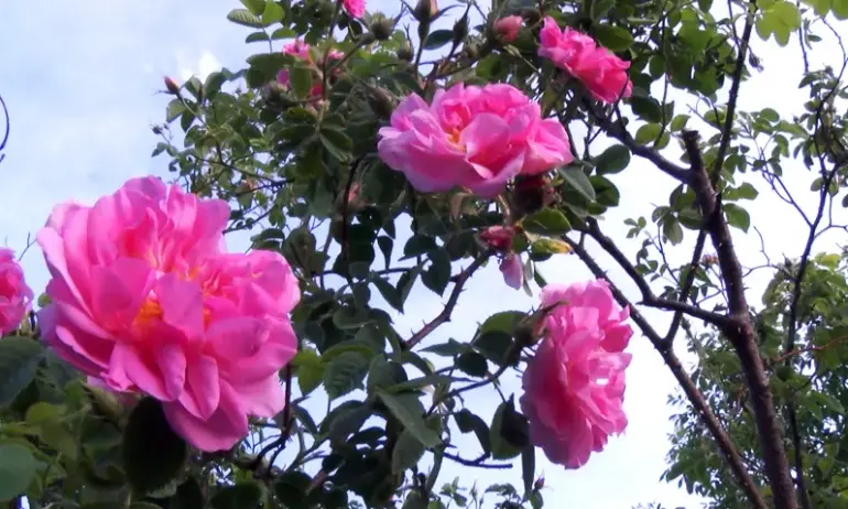 ЕК обмисля да обяви розовото ни масло за токсично - Tribune.bg