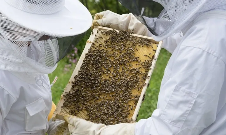 Пчеларите готвят протест - браншът изнемогва - Tribune.bg