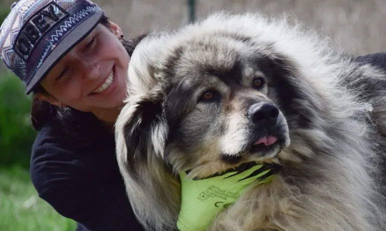 717 кучета от общинските приюти са осиновени от началото на годината - Tribune.bg