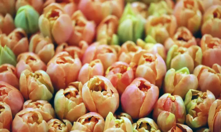 Честита Цветница! - Tribune.bg