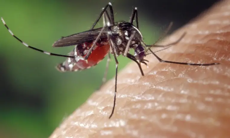 Тигрови комари атакуват. Могат да носят някои заболявания - Tribune.bg