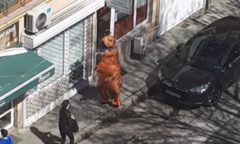 След като хората си останаха вкъщи, динозаврите излязоха на улицата - Tribune.bg