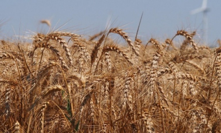 Рекордни цени на пшеницата след забраната за износ от Индия - Tribune.bg