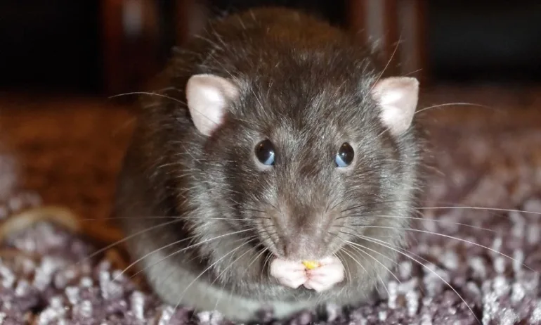 Плъхове канибали превземат британски град - Tribune.bg