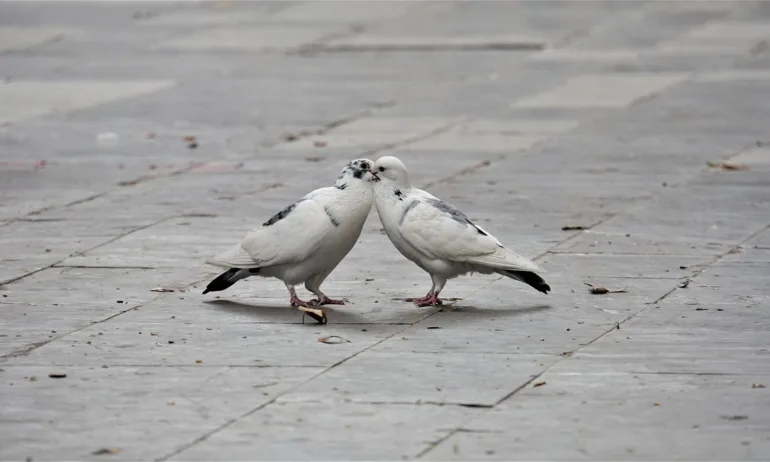 Как да впечатлиш твоето момиче: 5 съвета в месеца на любовта - Tribune.bg