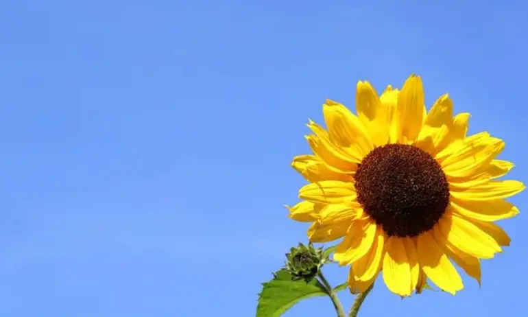 Опасно горещо време днес, на Балканите ще стигне до 39 градуса - Tribune.bg