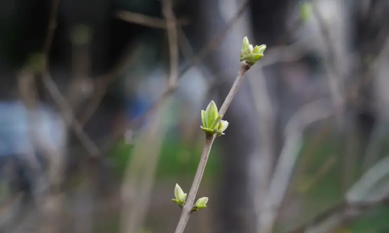 И последният ден на февруари ще е твърде топъл за сезона - Tribune.bg