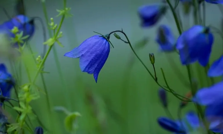 Облачно и дъждовно време - Tribune.bg