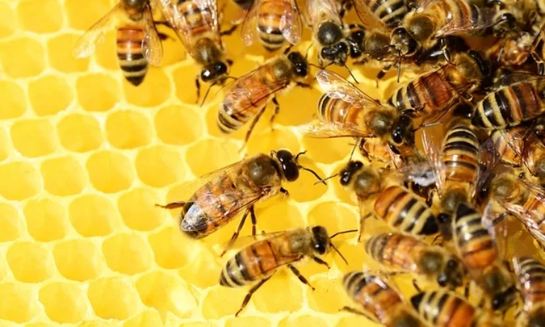 Одобрена е първата в света ваксина за защита на медоносните пчели - Tribune.bg
