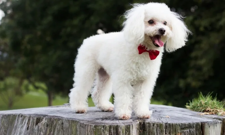 Кучета, родени под знака на Лъва - Tribune.bg