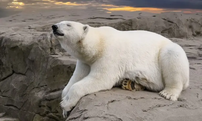 Опасна тенденция: Полярна мечка умря от птичи грип - Tribune.bg