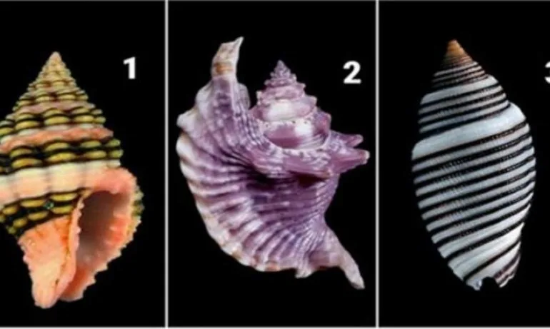 Изберете си рапан и узнайте нещо важно за себе си - Tribune.bg