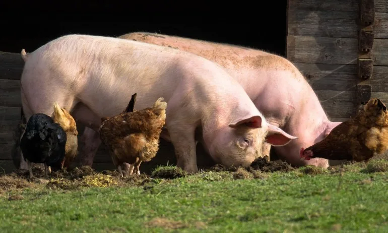 Изтича срокът за доброволно умъртвяване на свинете в Южна България - Tribune.bg