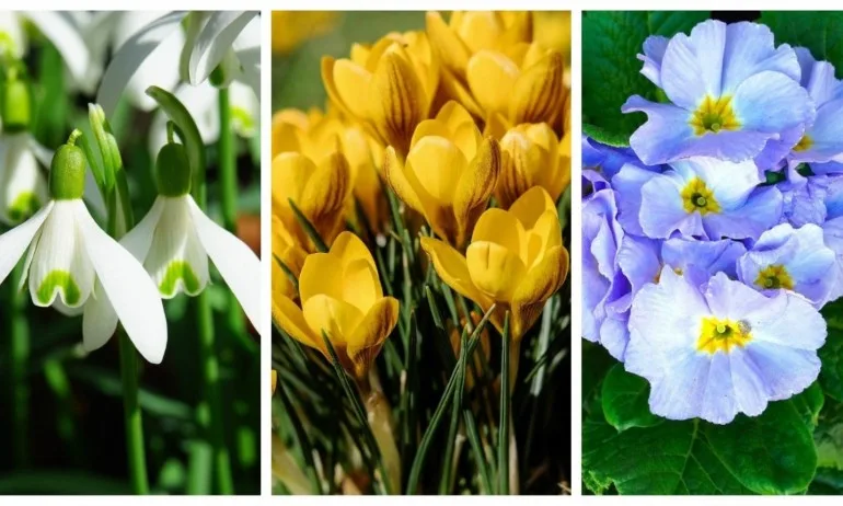 Изберете пролетно цвете - Tribune.bg