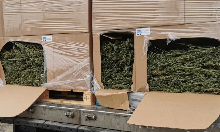 Откриха 2 тона канабис в камион на ГКПП Дунав мост – Видин - Tribune.bg