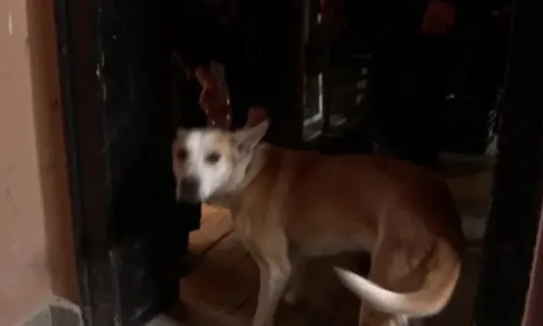Неизвестни разбиха апартамент, за да вържат лаещо куче на улицата - Tribune.bg