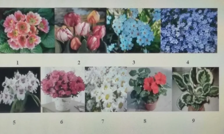 Тест - цветно предсказание - Tribune.bg