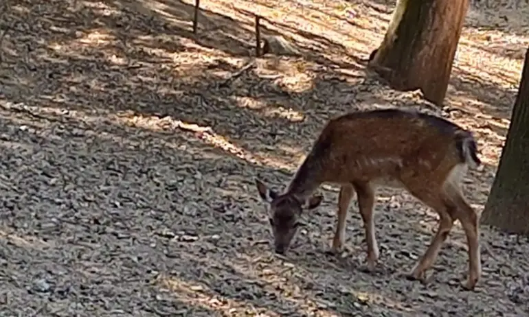 Община Благоевград се самосезира след случая с мъртвите сърни. На животните не е поставяна ваксина - Tribune.bg