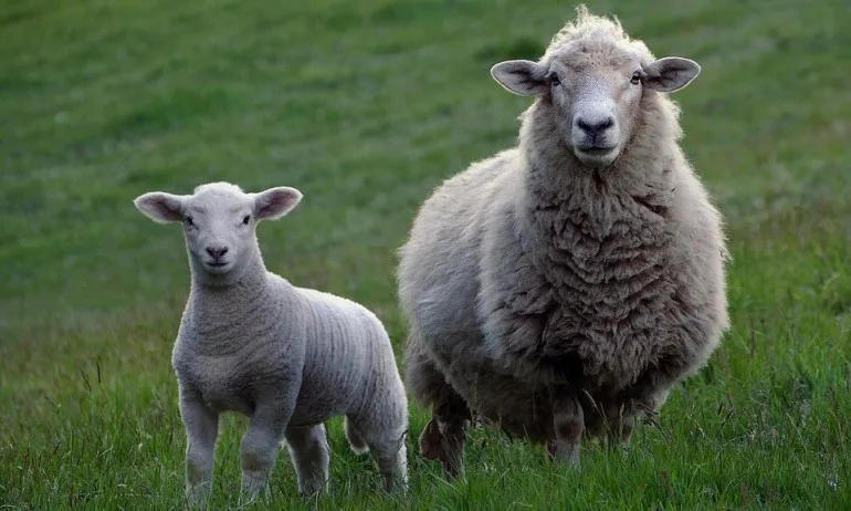 Чумата по дребните преживни животни продължава да се разпространява из Странджанско - Tribune.bg
