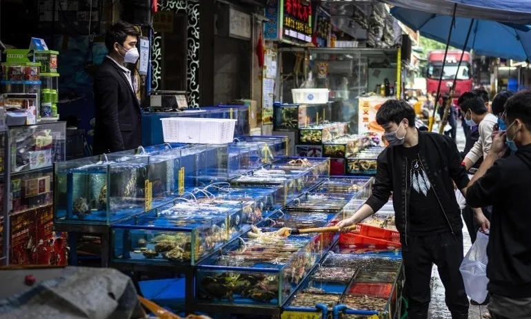 СЗО иска забрана за продажба на живи диви бозайници на хранителните пазари - Tribune.bg