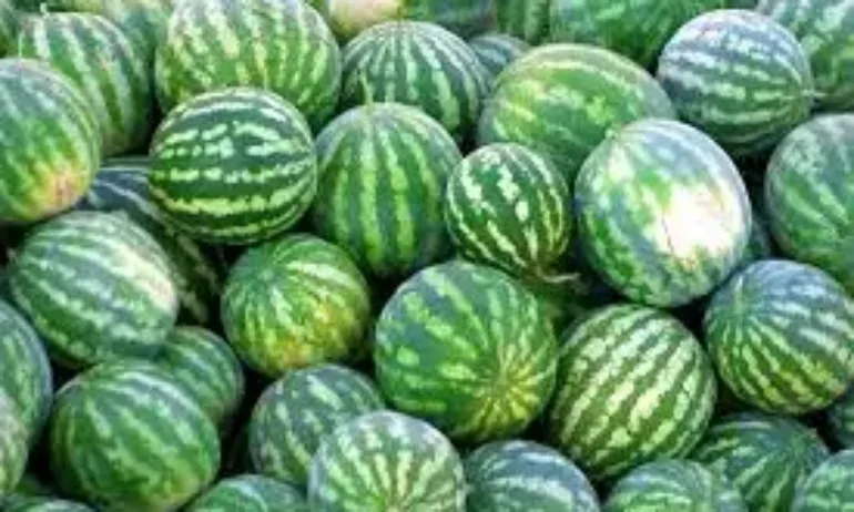 Изкупуват дините на 40 ст. за кг. и ги продават на тройна цена - Tribune.bg