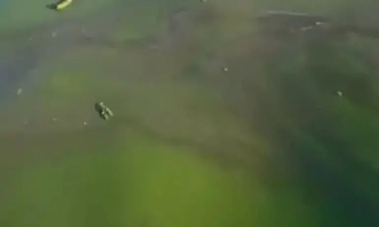 Черно море позеленя край Одеса заради замърсяването от Каховка - Tribune.bg