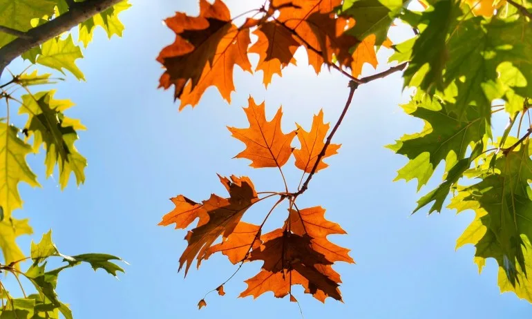 Предимно слънчево, с температури между 15 и 20 градуса - Tribune.bg