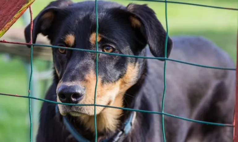 Огнище на гана откриха в приют за животни в Кюстендил - Tribune.bg