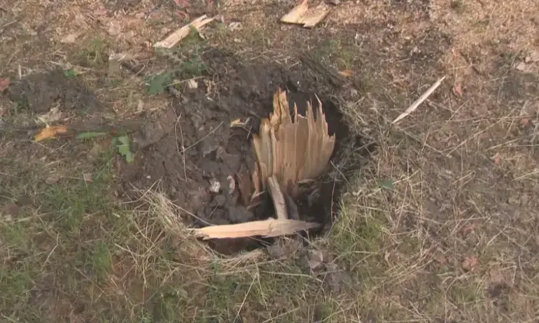 Дърво падна върху детска площадка в Русе - Tribune.bg