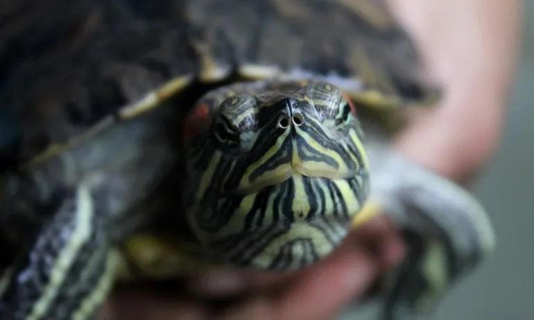 Глобиха италианка заради разходка на костенурка - Tribune.bg