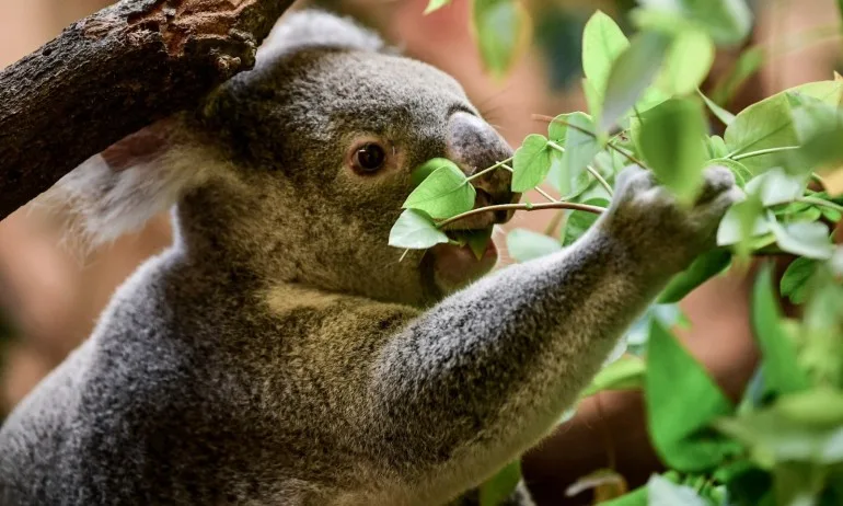 Стотици коали застрашени от пожар в Австралия - Tribune.bg