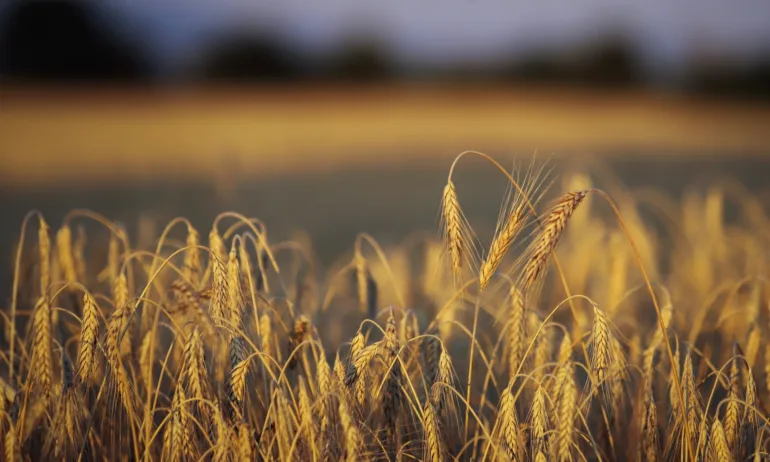 До две седмици започват протести на зърнопроизводители - Tribune.bg