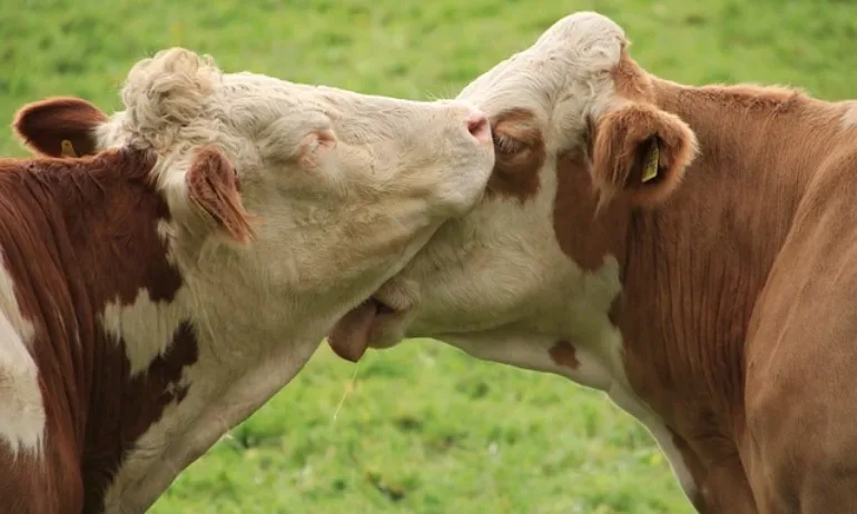 Пенка Христова: Извършва се геноцид над българското животновъдство - Tribune.bg