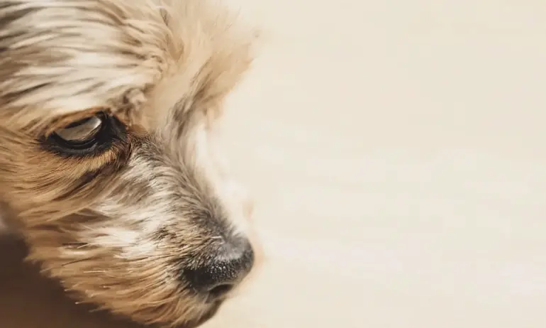 Пуснаха на свобода мъжа, влачил куче с колата си в Пазарджик - Tribune.bg