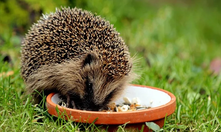 Интересни факти за таралежите - Tribune.bg