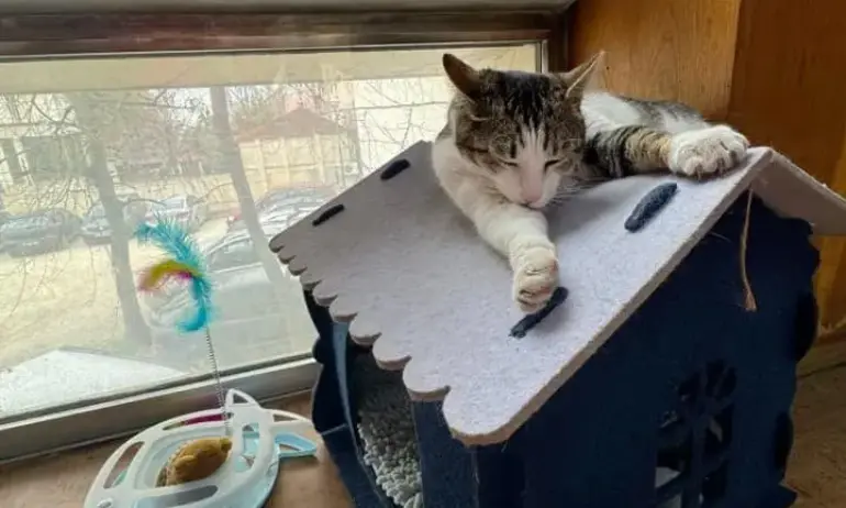 Окончателно: Котаракът Гого ще продължи да живее в пловдивската библиотека - Tribune.bg