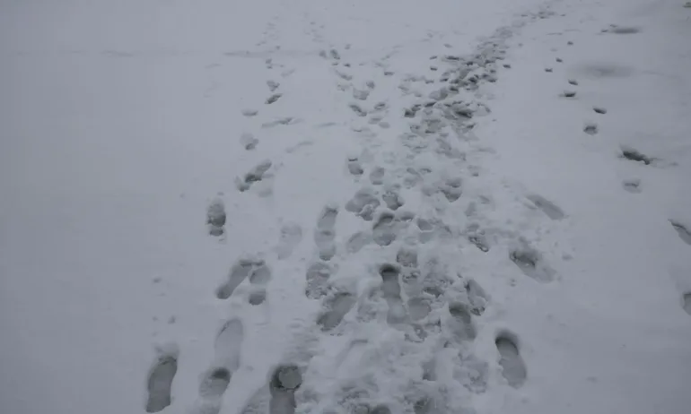 Пътищата към Витоша са временно затворени, отстраняват се паднали дървета - Tribune.bg