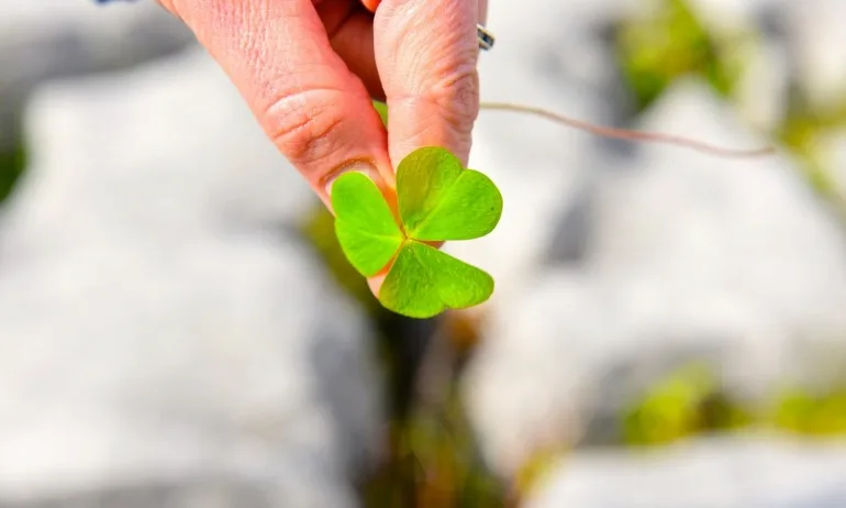 Знаци и събития, които предсказват близко щастие - Tribune.bg