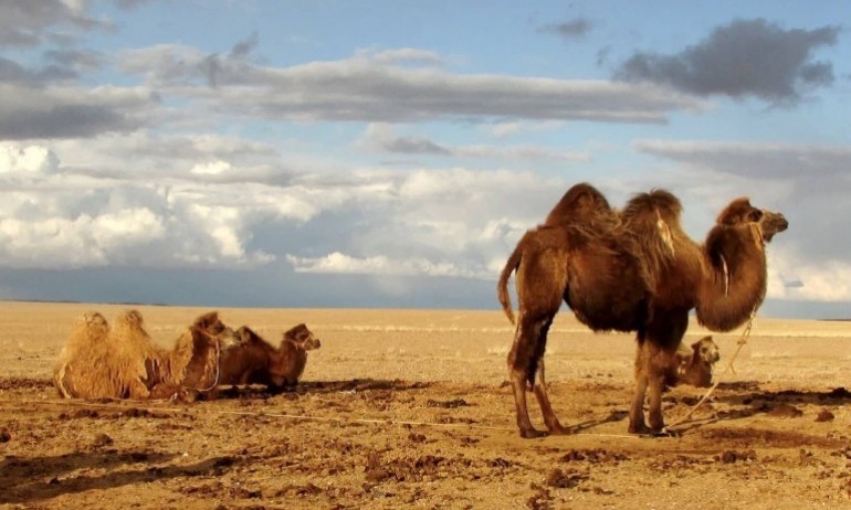 Над 40 камили в Саудитска Арабия са отпаднали от участие